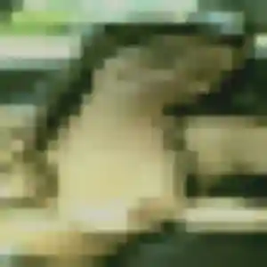 Zoe (37 ans) à Noisy-le-Roi attend un rencontre sexy maintenant