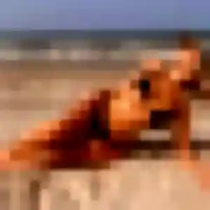 Typhaine, 38 ans, cherche un rencontre sexy à Pont-l'Abbé